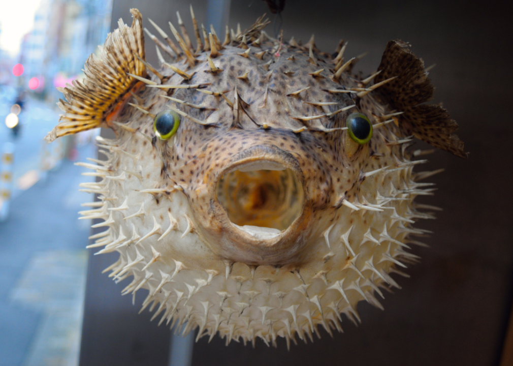 Japanese pufferfish